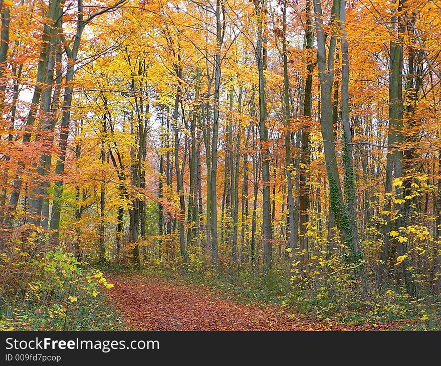 Pathway in forest covered with russet leaves. Pathway in forest covered with russet leaves.