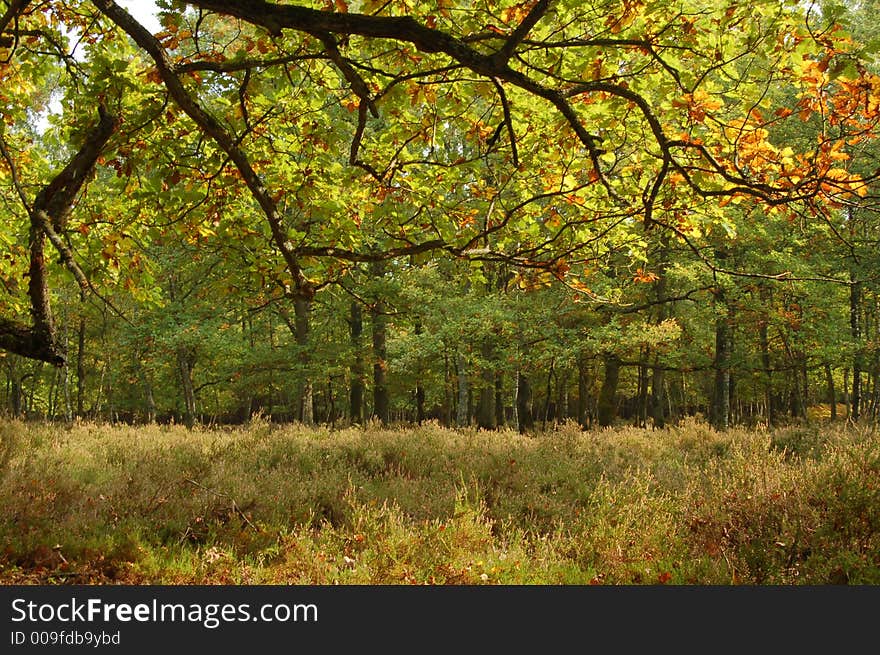 Oak trees,  moor and pine wood. Oak trees,  moor and pine wood.