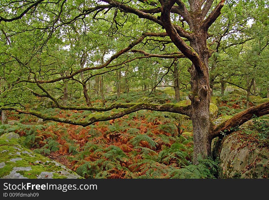 Oak tree above fern and moss covering rocks in the forest.