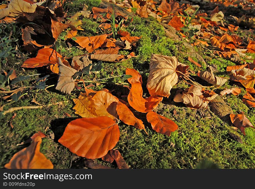 Russet leaves covering moss on the ground, enlighten by a sun-ray. Russet leaves covering moss on the ground, enlighten by a sun-ray.