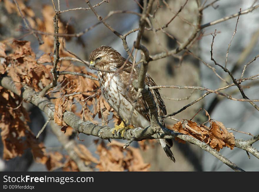 A hawk in camouflage. Looking for prey