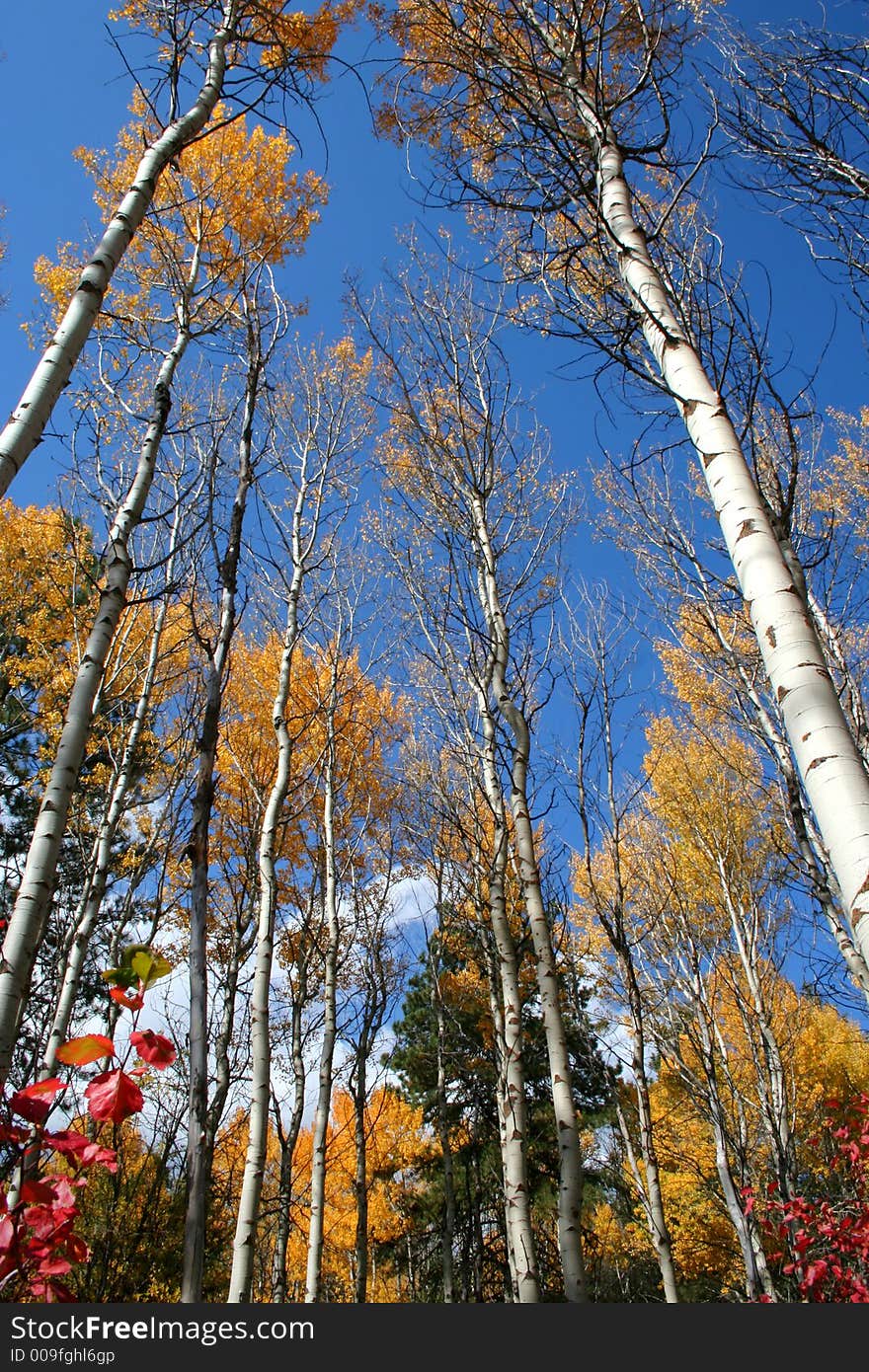 Aspens in full autumn color. Aspens in full autumn color