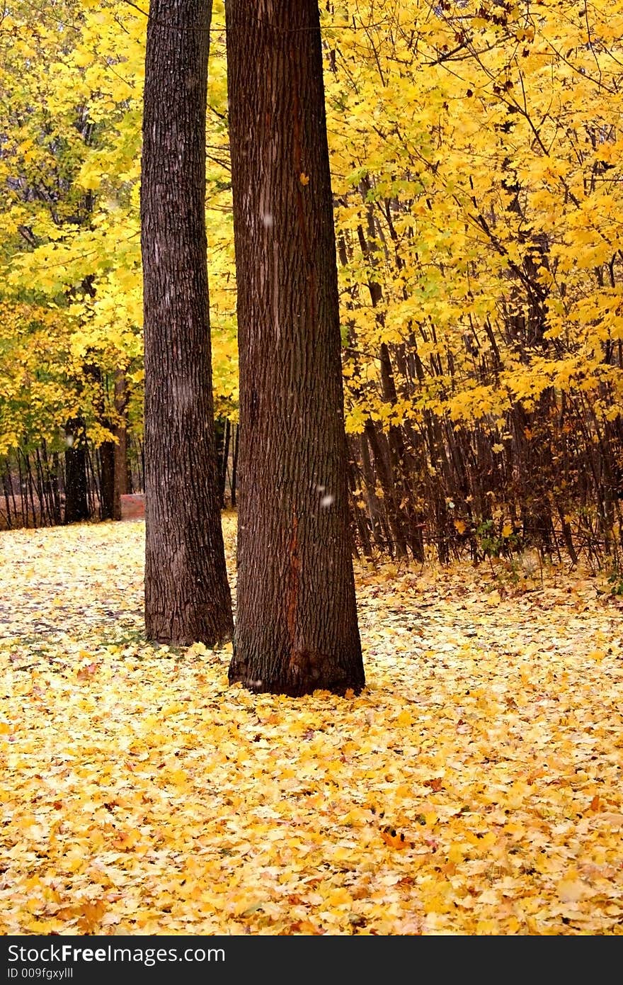 End of fall Yellow colored leaves and trees. End of fall Yellow colored leaves and trees