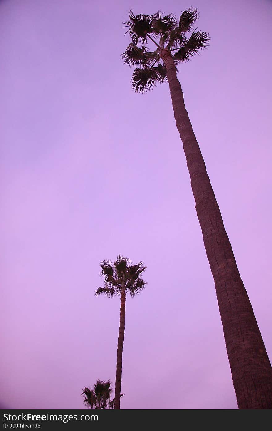 3 silhouettes palms on the beach