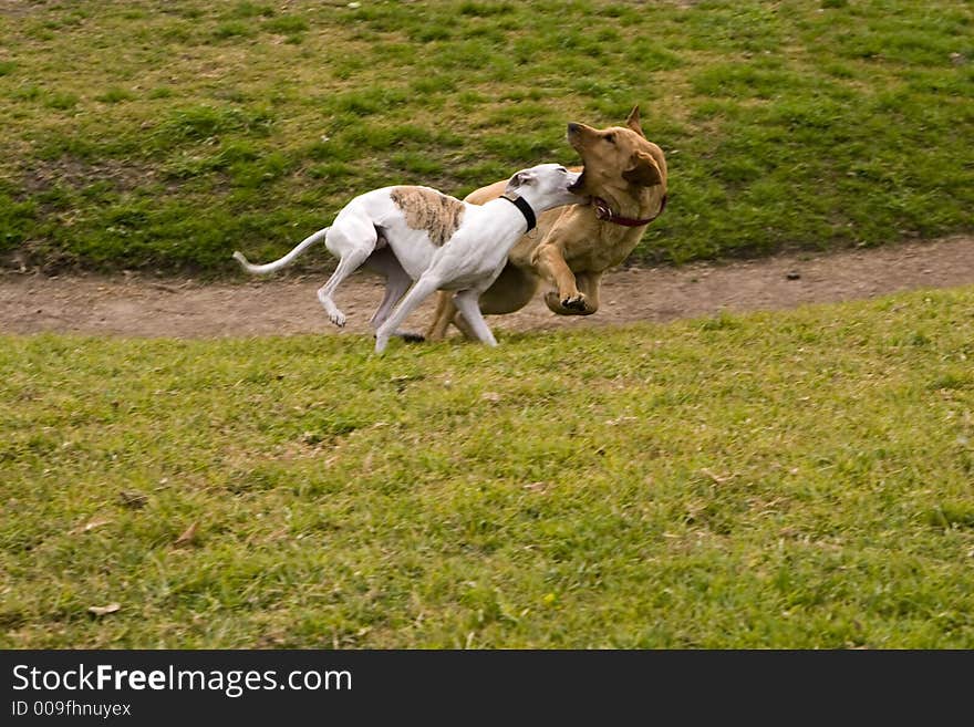 Two dogs running in the park. Two dogs running in the park