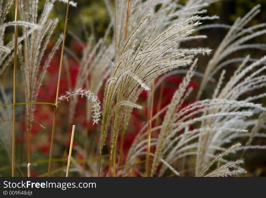 Autumn grass with fall colours in the background