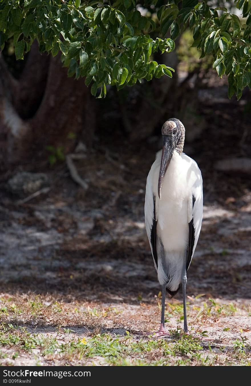 Wood Stork