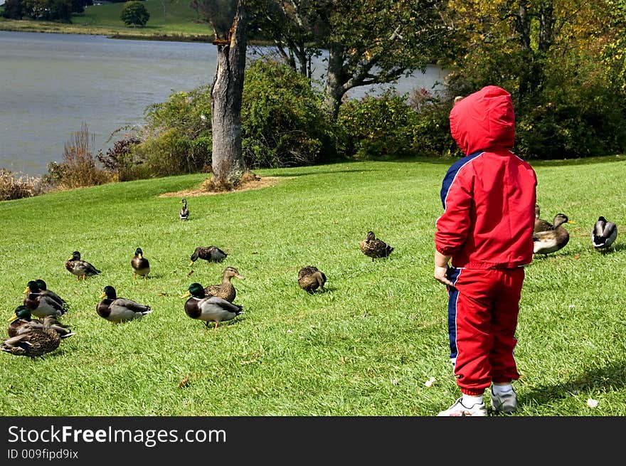 Boy Watching Ducks