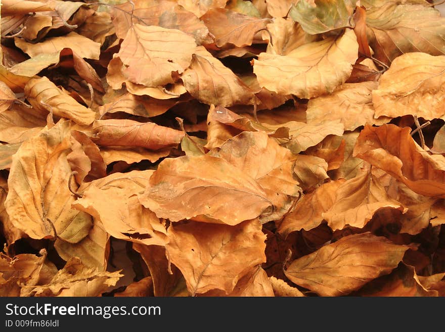 Autumn Leaves