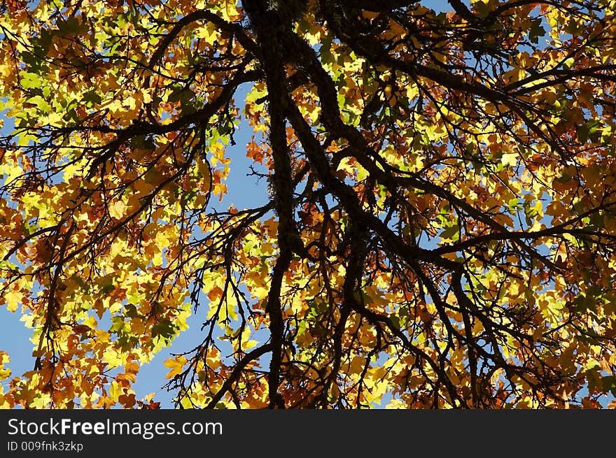 Yellow autumn forest for background