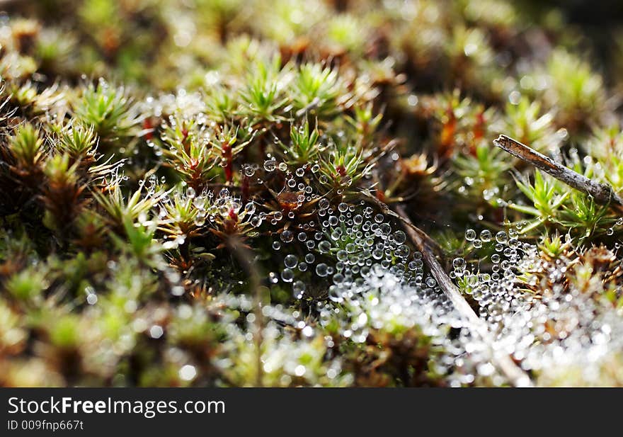 Beautiful drops on the grass. Beautiful drops on the grass