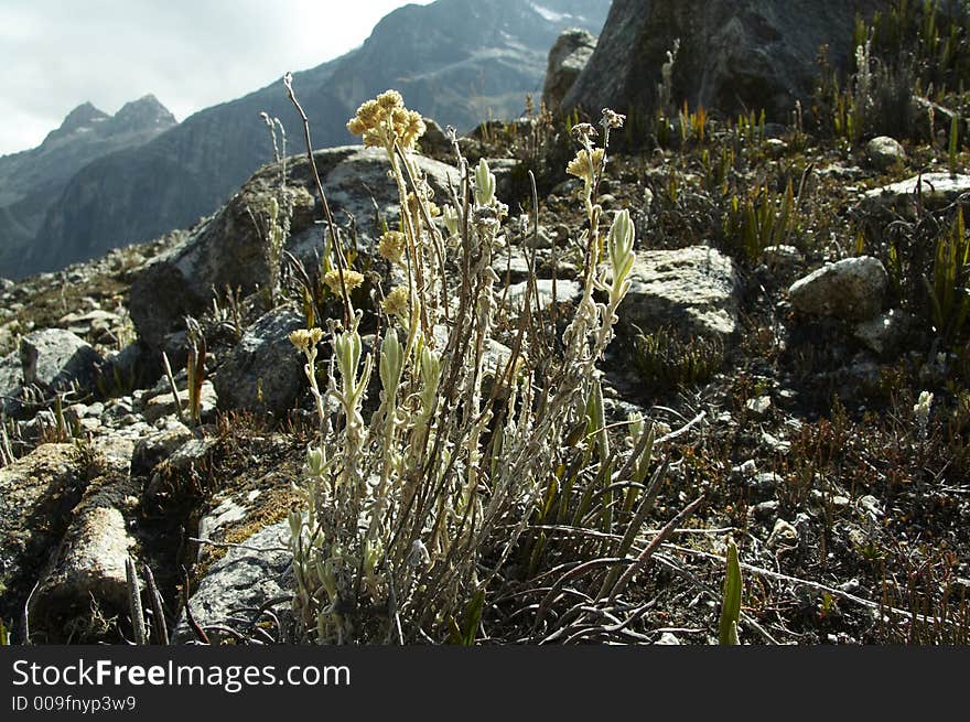 Mountain flower in the mountain