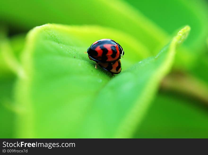 Ladybirds mating on leaf