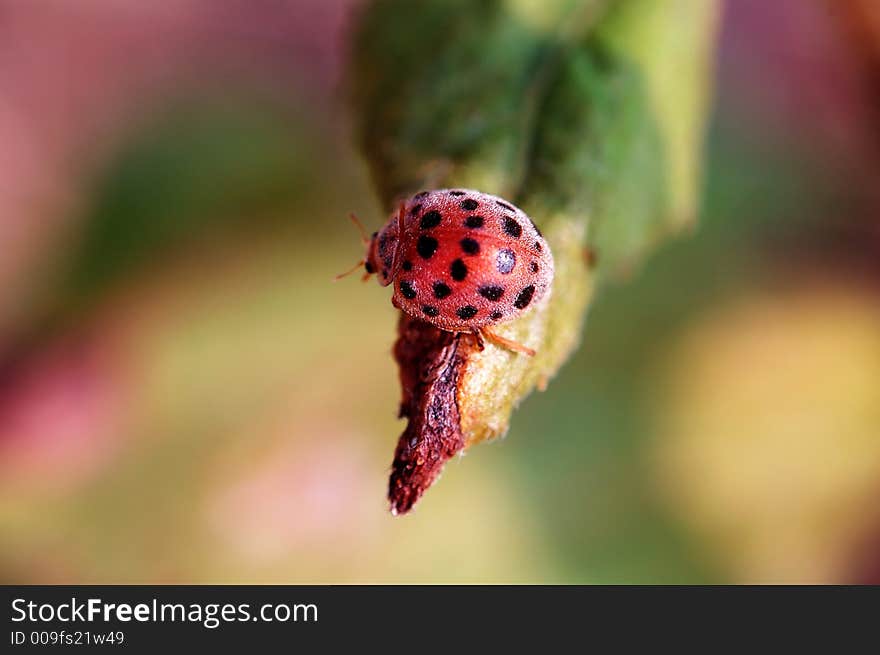 A small ladybug on top of leaf