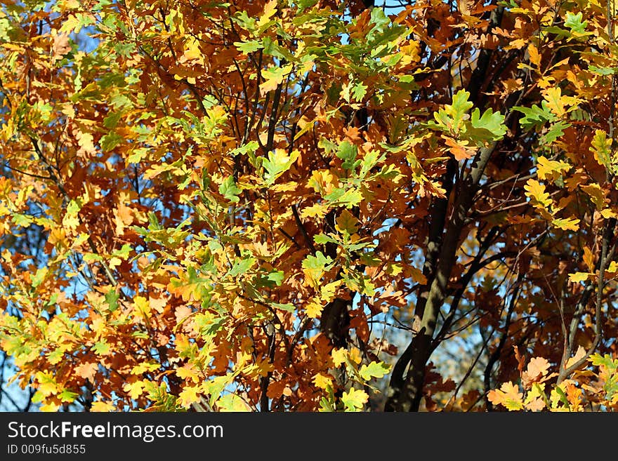 Beautiful autumn oak foliage full of natural colours. Beautiful autumn oak foliage full of natural colours