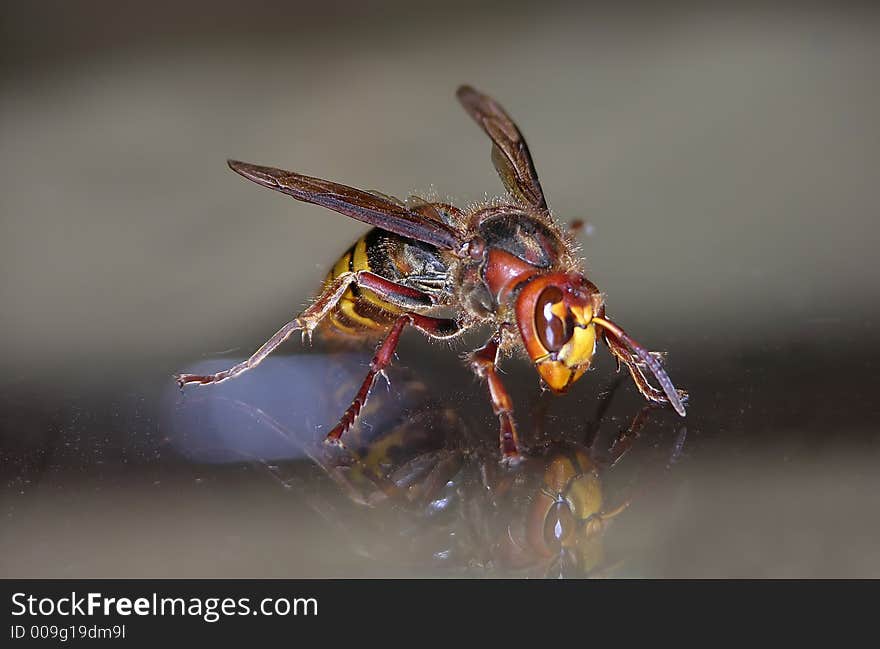 Wasp on a table with reflection