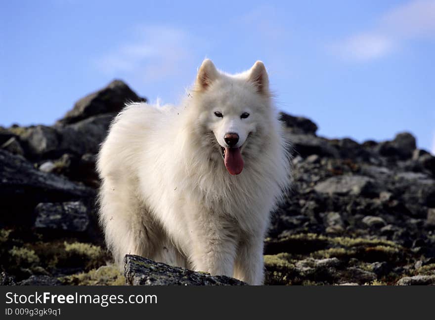 Samoed in the Khibiny Mountains