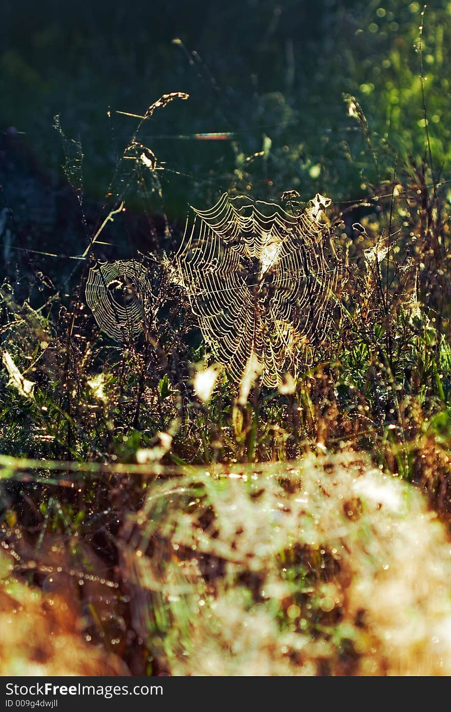 Morning light shining on a spiderweb