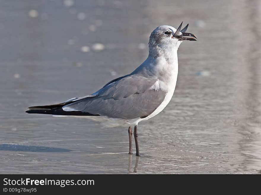 Laughing Gull