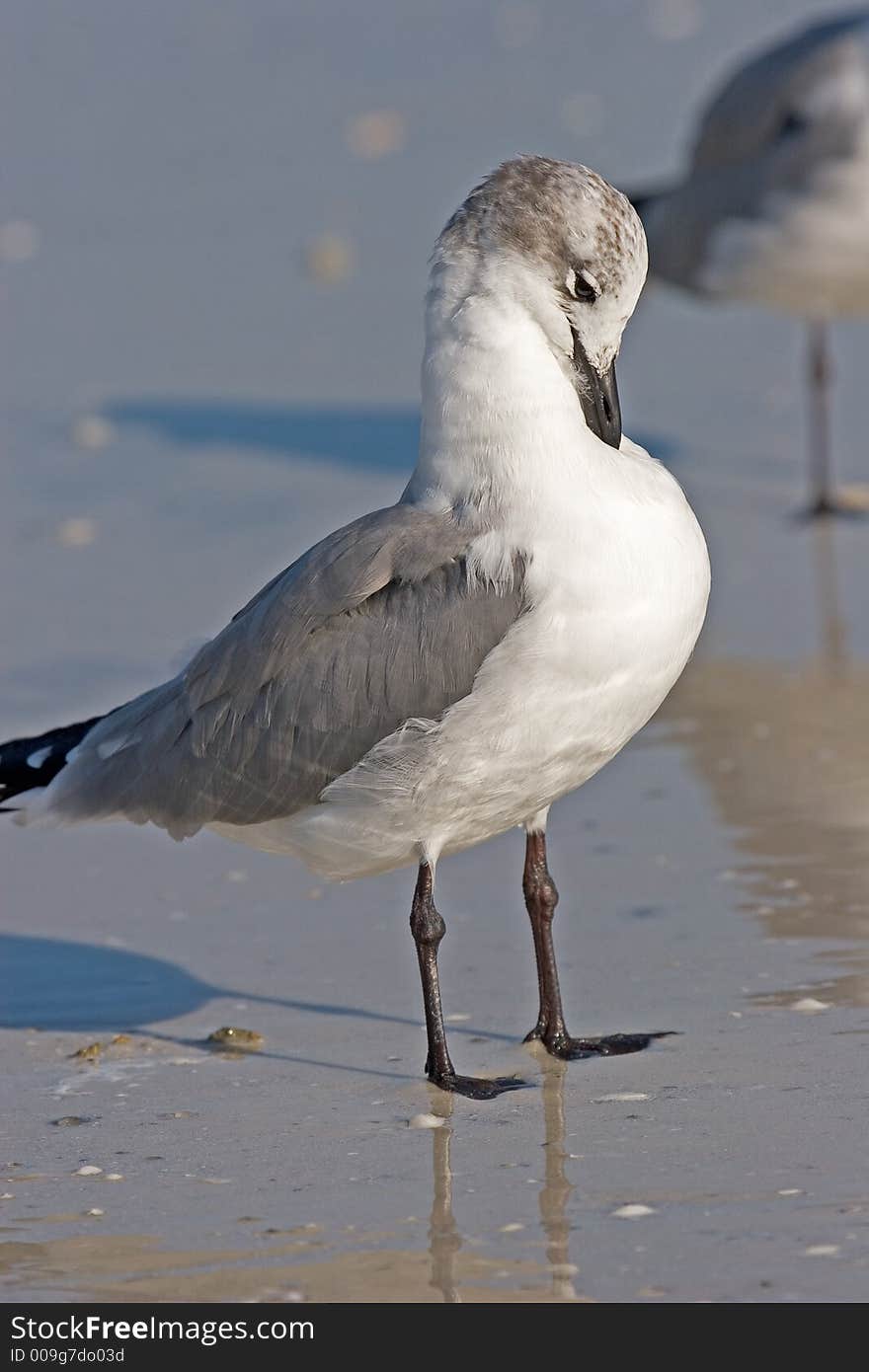 Laughing Gull