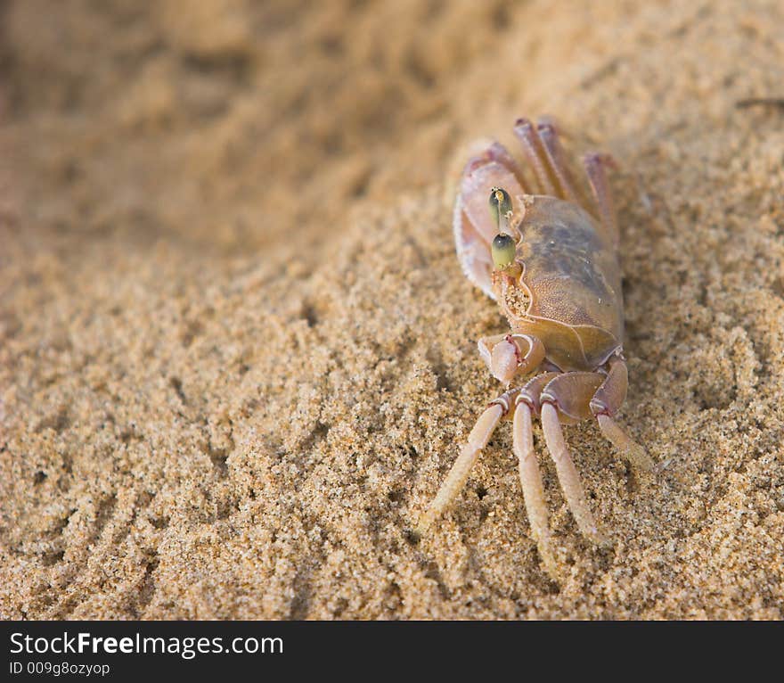 Crab close-up, standing on beach ,very secretaive