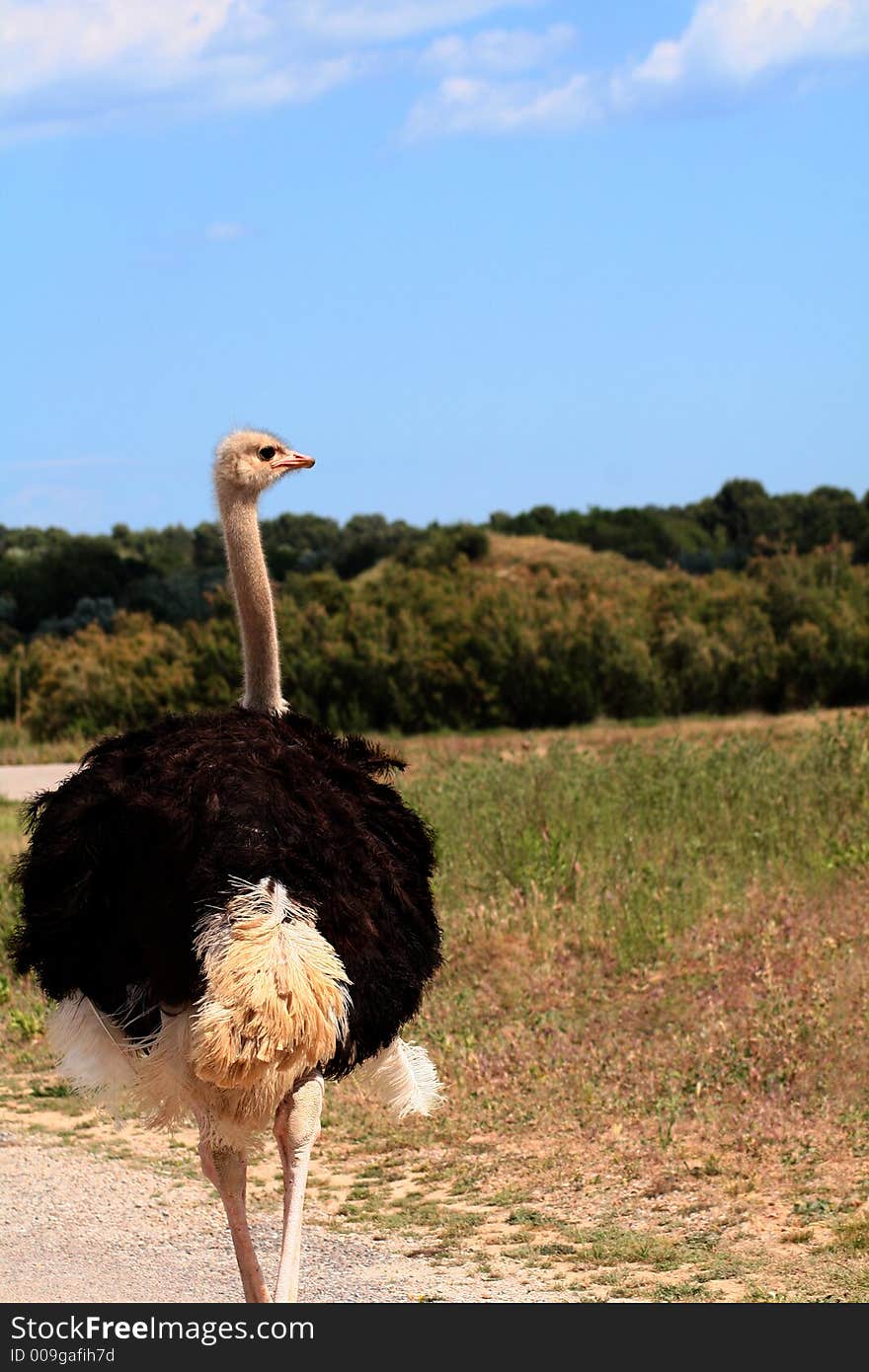 Ostrich in landscape.