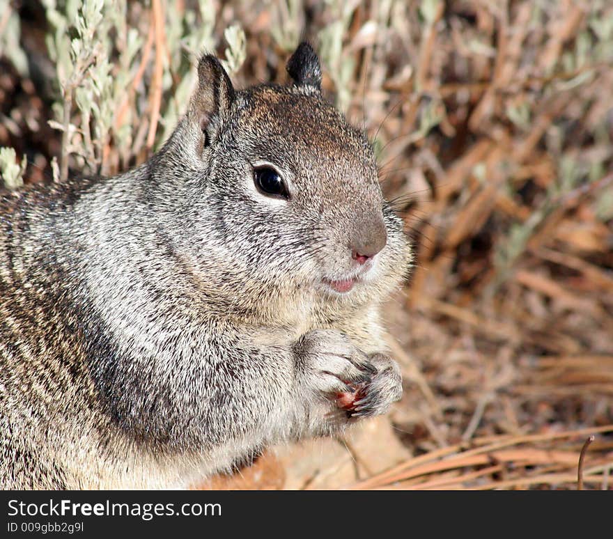 This little ground squirrel, up near Taylor Creek (Lake Tahoe area) was shoveling in the food as quickly as he could. His cheekcs continued to grow, and every time I thought he can't possibly squeeze another one in! he did just that! Details on this one are tack-sharp. If you could zoom into his eye, you would see the sun reflected, as well as all the surrounding trees. This little ground squirrel, up near Taylor Creek (Lake Tahoe area) was shoveling in the food as quickly as he could. His cheekcs continued to grow, and every time I thought he can't possibly squeeze another one in! he did just that! Details on this one are tack-sharp. If you could zoom into his eye, you would see the sun reflected, as well as all the surrounding trees.