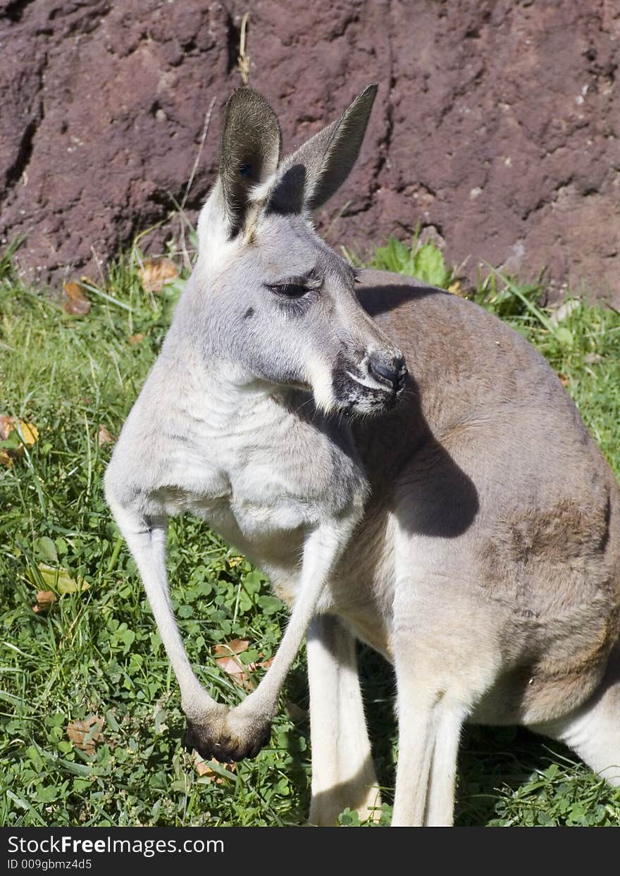 A kangaroo watching for food and movement.