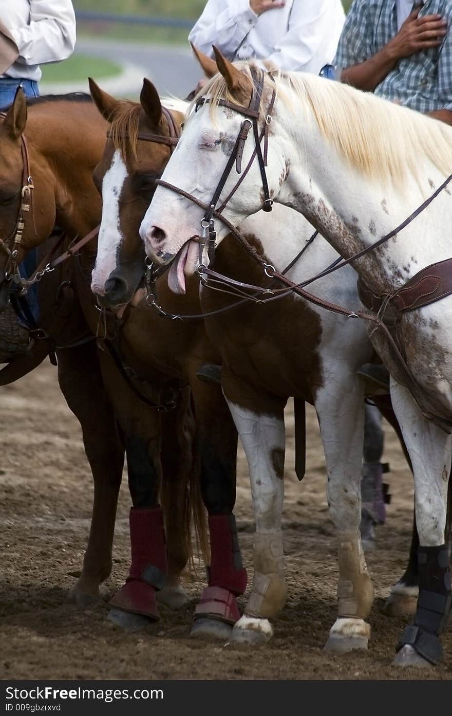 Horse sticks out tongue during flag ceremony - eyes closed. Horse sticks out tongue during flag ceremony - eyes closed