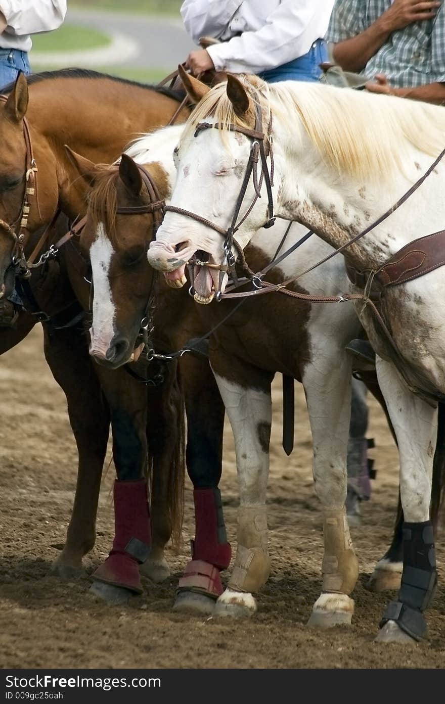 Horse yawns during flag ceremony. Horse yawns during flag ceremony