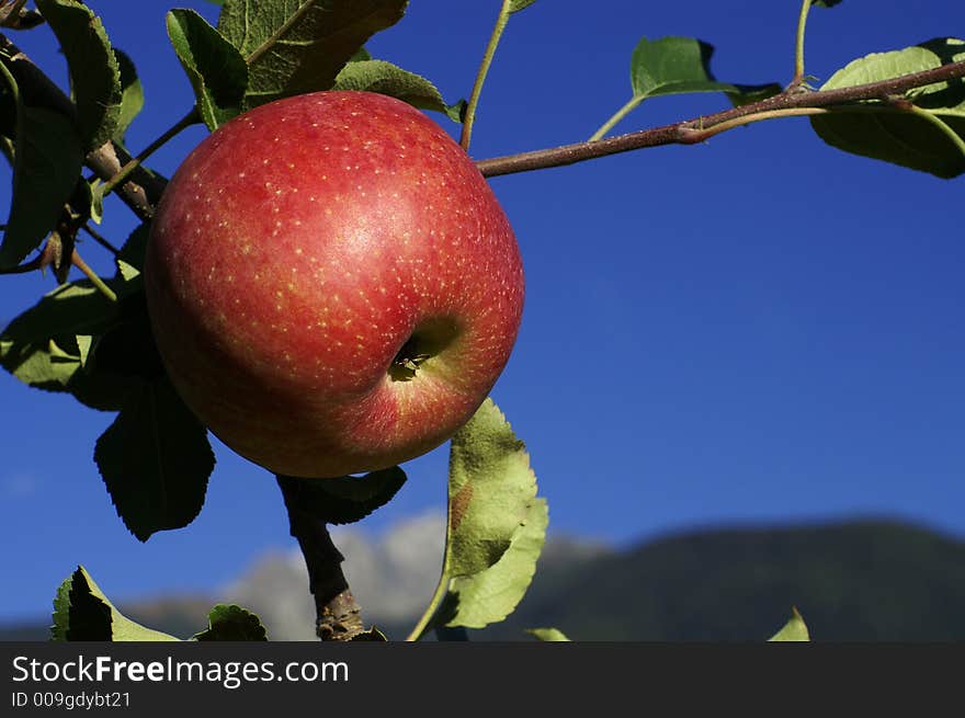 A red apple hanging on the branch in the sunlight