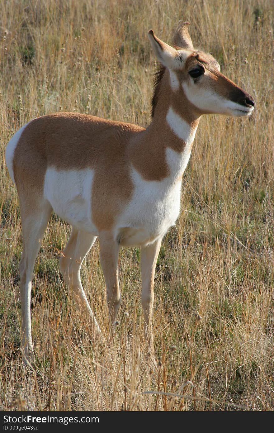 An antelope found in southern Montana, near a buffalo refuge.