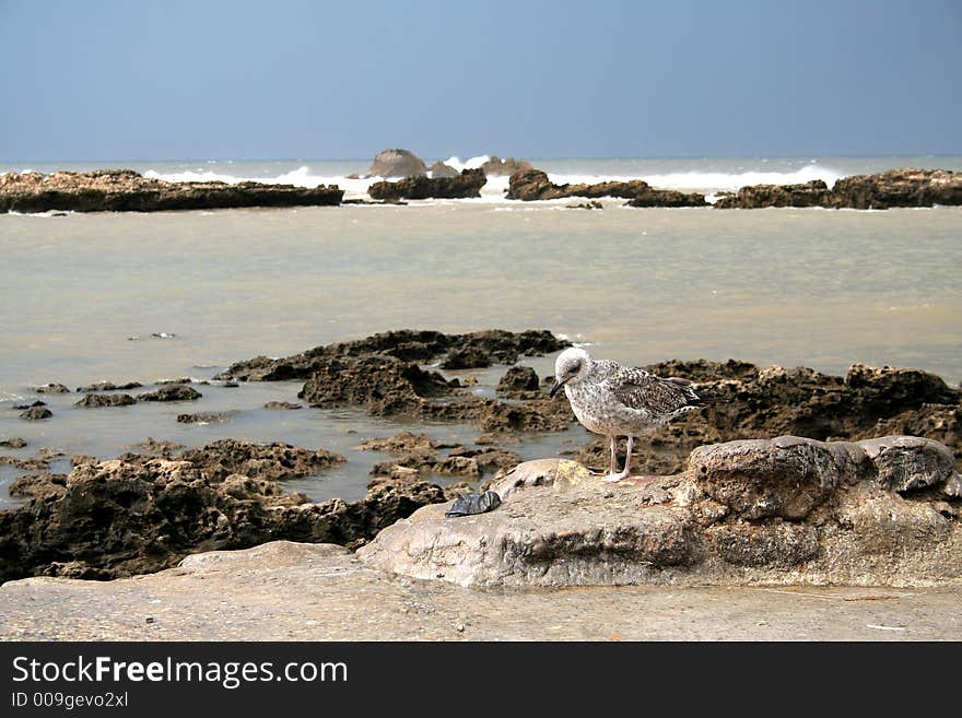 View at the Atlantic's moroccan coast in Essaouira