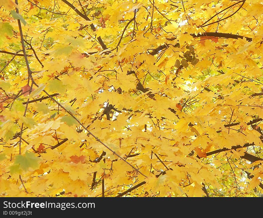 Maple tree in fall time