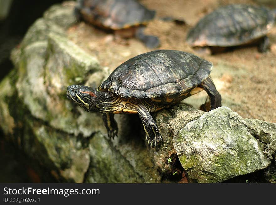 Turtle Jumping Over Rocks