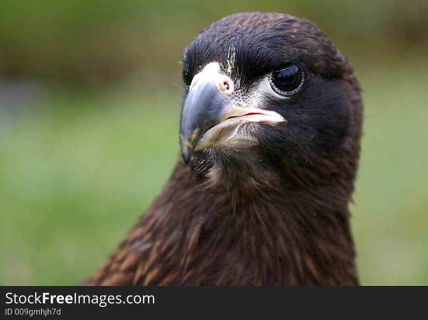 Brown eagle looking at us