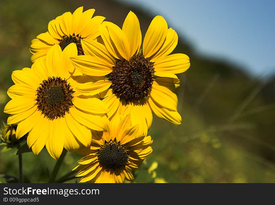 Bright yellow sunflowers against blurred background