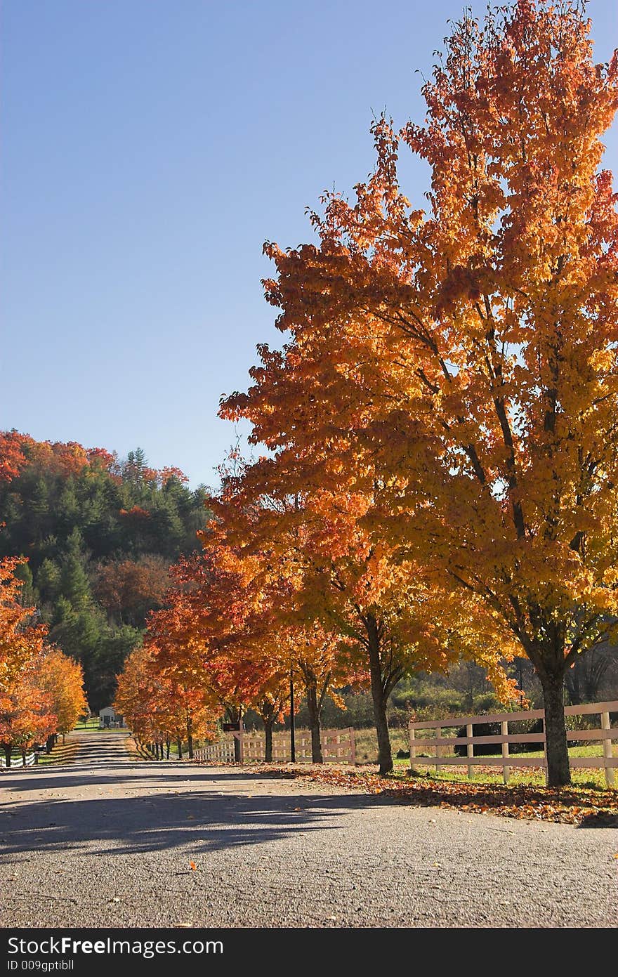 Autumn country maples