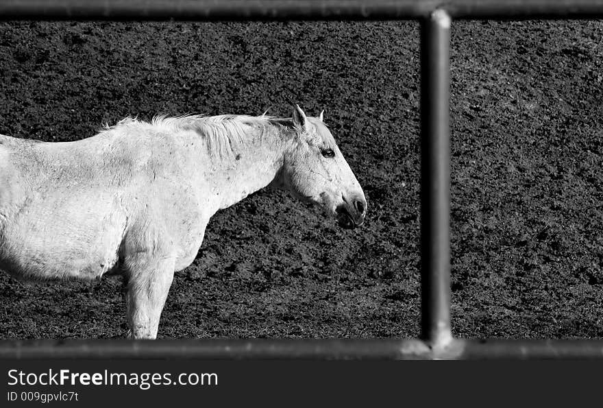 Horse framed by iron fence in black and white in the rain. Horse framed by iron fence in black and white in the rain.