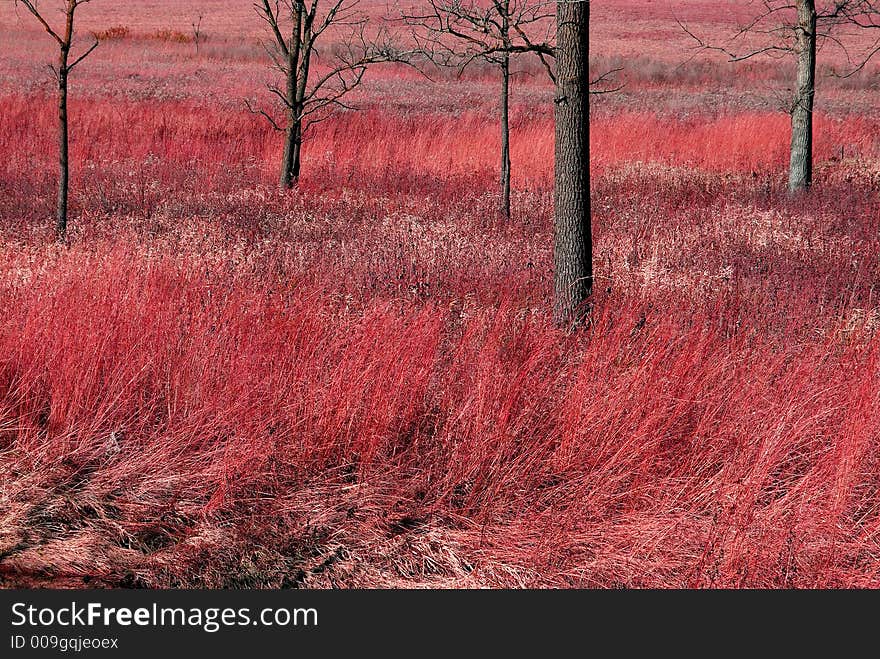 Pink landscape