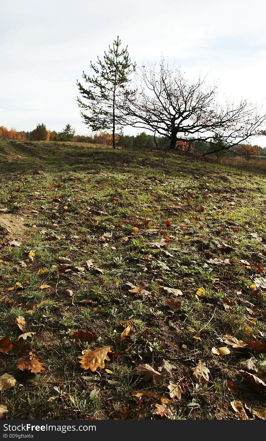 Leaves and tree on the autumn grassland