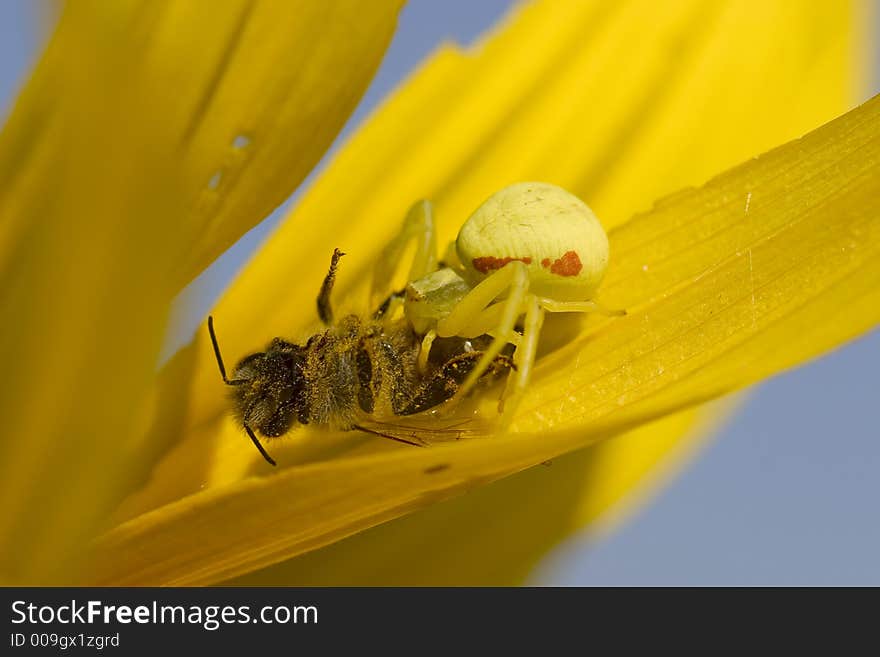 As fading into the flower, the spider can easily catch the bee. As fading into the flower, the spider can easily catch the bee.