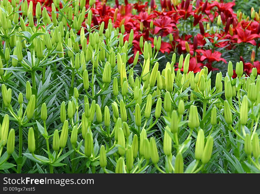 Red Lilies and Buds