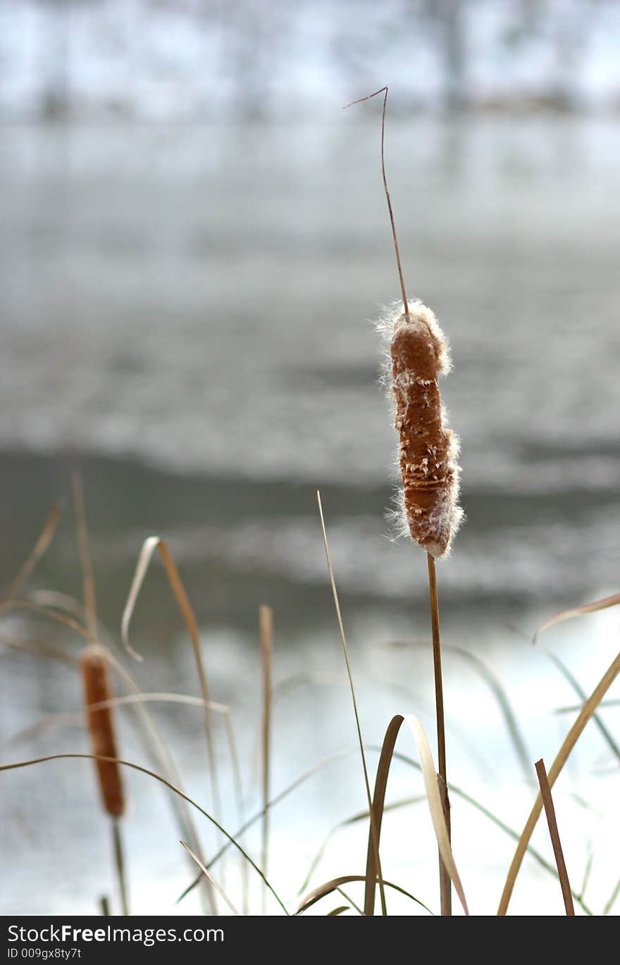 Winter Lake