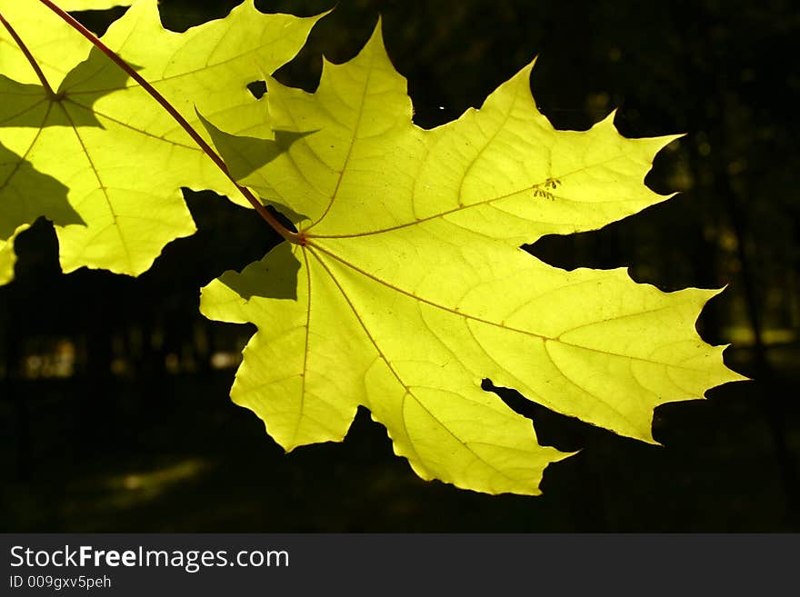 Two maple leaves of green color on a background of an autumn forest