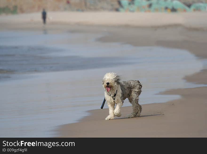 Sheepdog dog in the beach