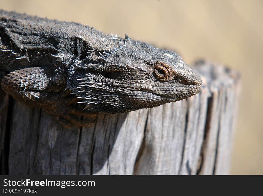 A Bearded Dragon sunning himself on a fencepost.