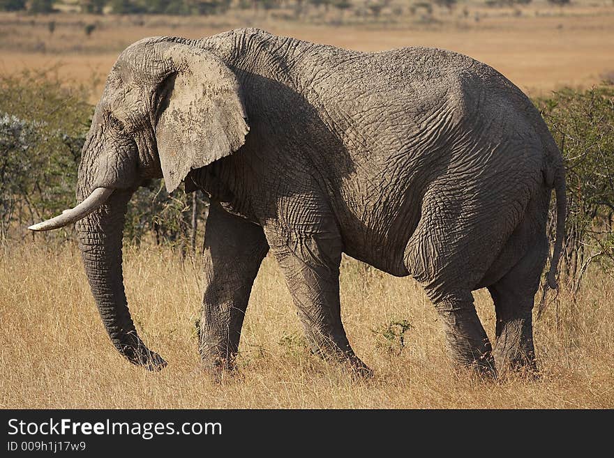 Profile of an African Elephant