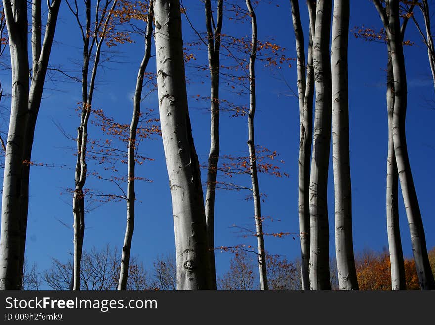 Trees in fall with blue sky