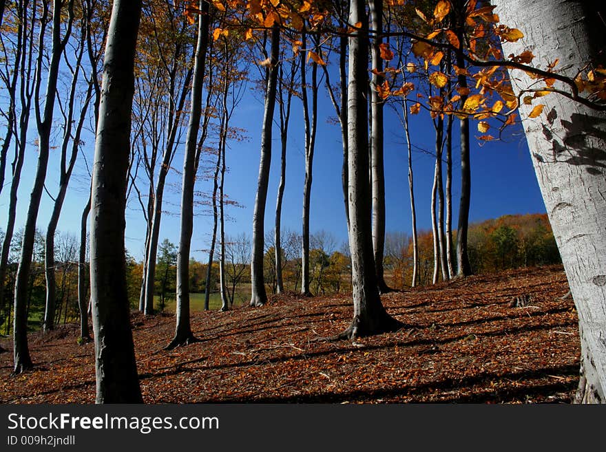 Forest in fall with blue sky